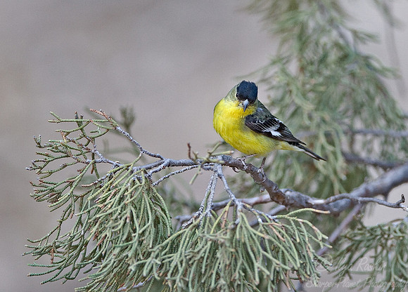 004 American Goldfinch - AZ