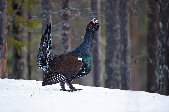 071 Capercaillie (Tetrao urogallus) - Finland