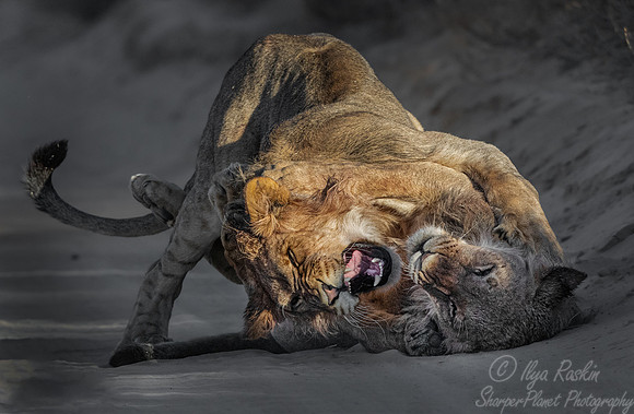 171 Lions (Panthera leo) - Kgalagadi Transfrontier Park SA