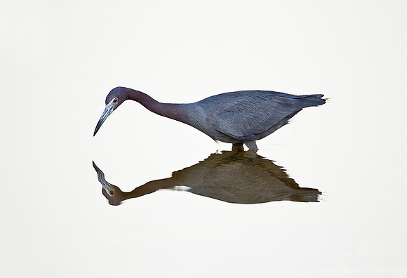 181 Little Blue Heron (Egretta caerulea) FL