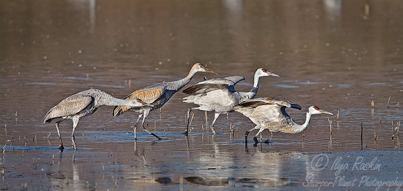 013 Sandhill Cranes - NM