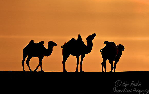 100 Bactrian camels (Camelus bactrianus) - Mongolia