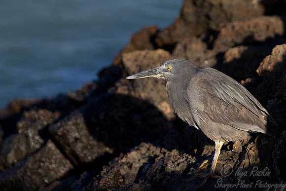 099 Lava Heron (Butorides sundevalli) - Galapagos Ecudor