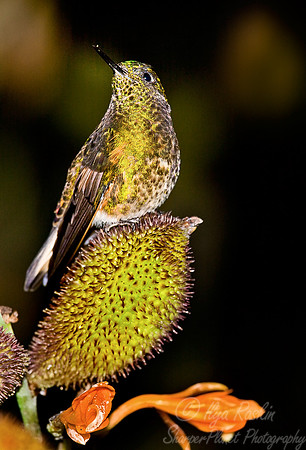035 Buffed-tailed Coronet - Ecuador