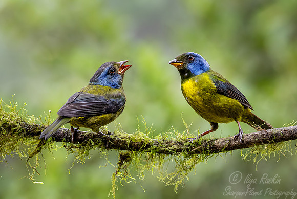 663 Moss-backed tanager (Bangsia edwardsi) - Ecuador
