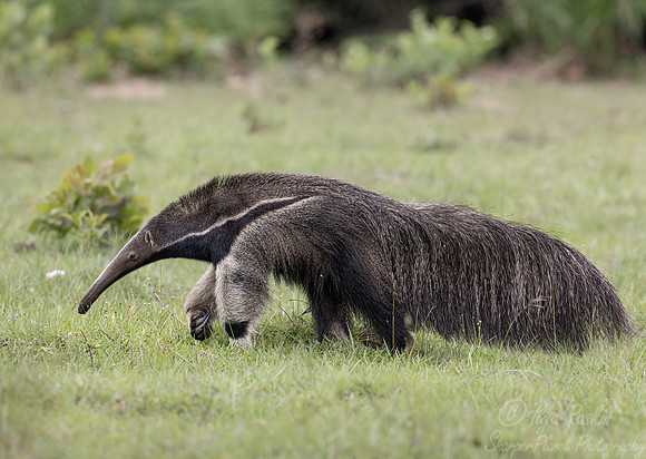 012 Giant anteater (Myrmecophaga tridactyla) - Pantanal Brazil
