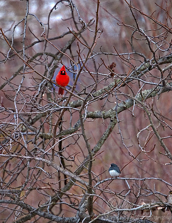 045 Cardinal and Junko - NJ