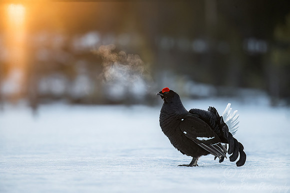 024 Black grouse (Lyrurus tetrix) - Finland