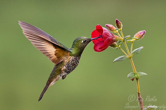 489 Buff-tailed coronet (Boissonneaua flavescens) - Colombia cloud forest