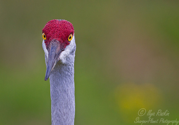 039 Sandhill Crane (Grus canadensis) - FL