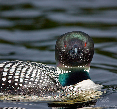 041 Common Loon - MI