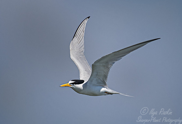 327 Little tern (Sternula albifrons) - SC