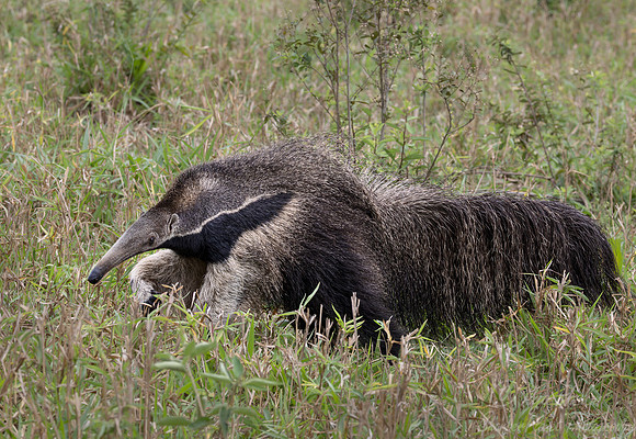 008 Giant anteater (Myrmecophaga tridactyla) - Pantanal Brazil