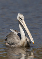 2024 Botswana Birds