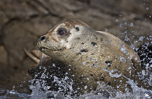 010_Harbour Seal (Phoca vitulina)_Katmai_AK