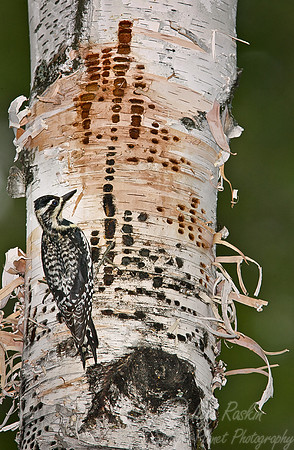 033 Yellow-bellied Sapsucker female - MI