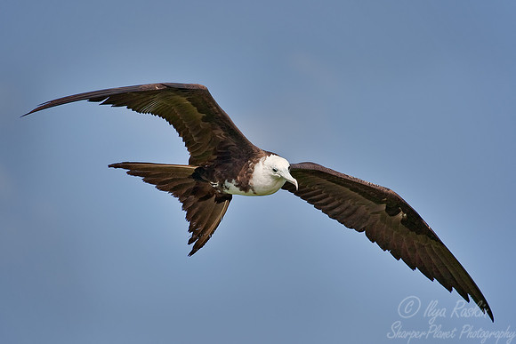 012 Magnificent Frigatebird (Fregata magnificens) female - Belize