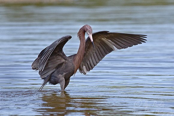 180 Reddish Egret (Egretta rufescens) FL