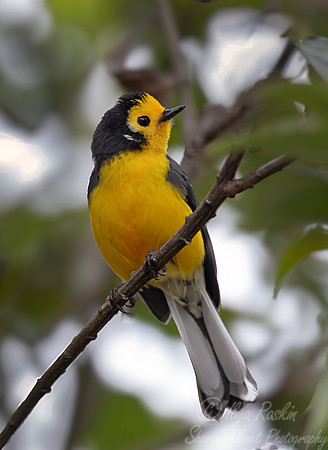 537 Golden-fronted redstart (Myioborus ornatus)- Colombia cloud forest
