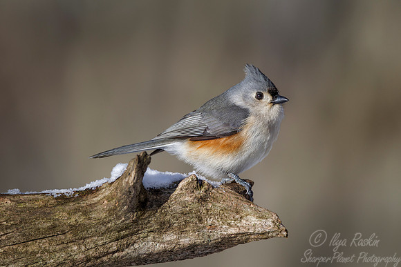 096 Tufted Titmouse (Baeolophus bicolor) - NJ