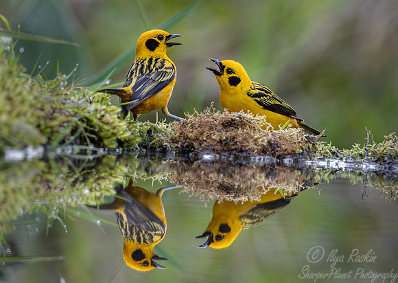 655 Golden tanagers (Tangara arthus) - Ecuador