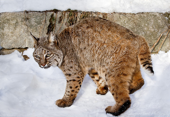 076 Bobcat (Lynx rufus) - Maine