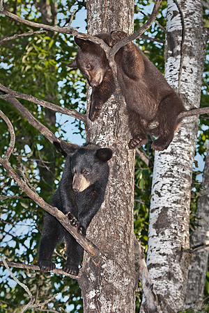 019_American Black Bears (Ursus americanus)_MN