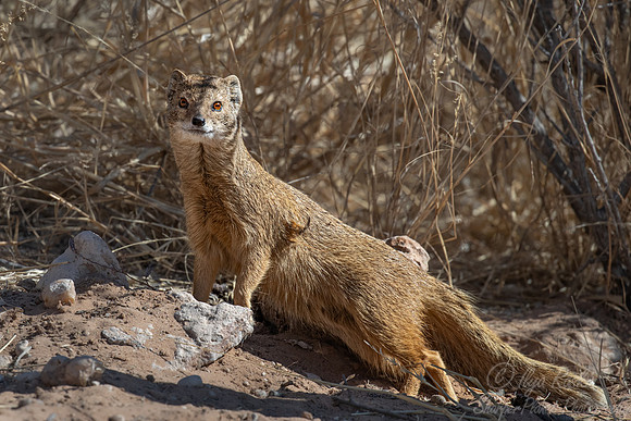 207 Yellow mongoose (Cynictis penicillata) - Kagalagadi Transfrontier Park SA