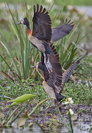 081 White-faced Whistling Ducks (Dendrocygna viduata) - Ibera Wetlands Argentina