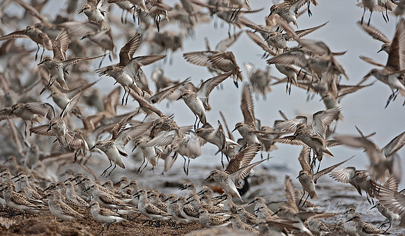 043 Semipalmated Sandpipers (Calidrus pusilla) - DE