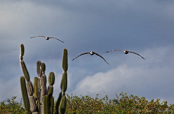 070 Brown Pelicans (Pelecanus occidentalis) Galapagos Ecuador