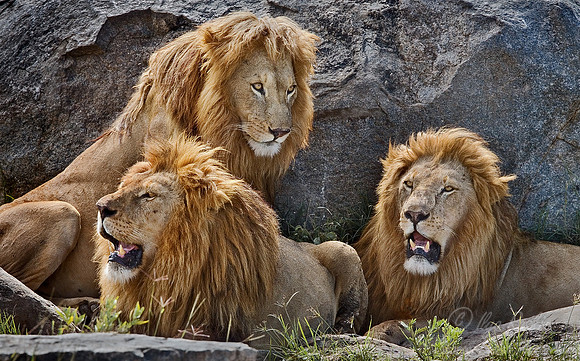 013_Lions_Tanzania