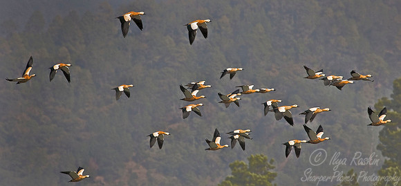 034 Ruddy Shelduck - Bhutan