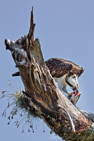 140 Osprey (Pandion haliaetus) FL