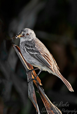 084  Unidentified Tyrant (Flycatcher) - Ibera Wetlands Argentina