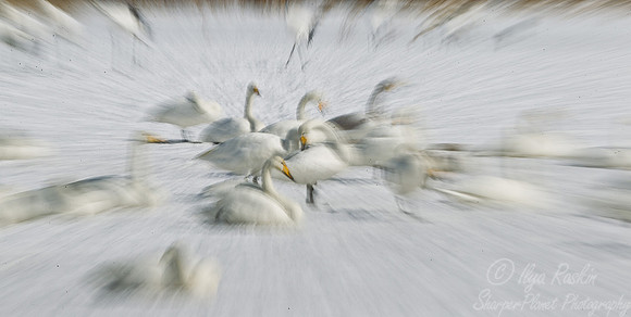 109 Whooper Swans (Cygnus cygnus) - Hokkaido Japan