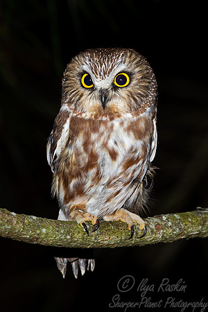066 Northern Saw-whet Owl (Aegolius acadicus) - MD