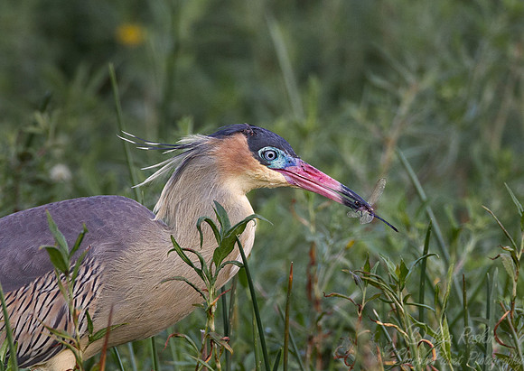 162 Whistling Heron (Syrigma sibilatrix) - Ibera Wetlands Argentina