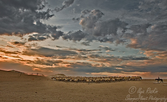 085 Camel Ranch Tau Kum Desert - Kazakhstan