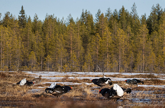 032 Black grouse (Lyrurus tetrix) - Finland