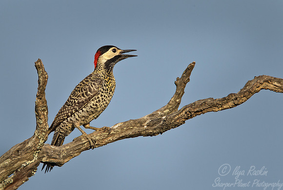 097 Golden-breasted Woodpecker (Colaptes melanolaimus) - Ibera Wetlands Argentina