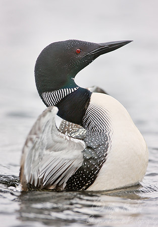 058 Common Loon - MI