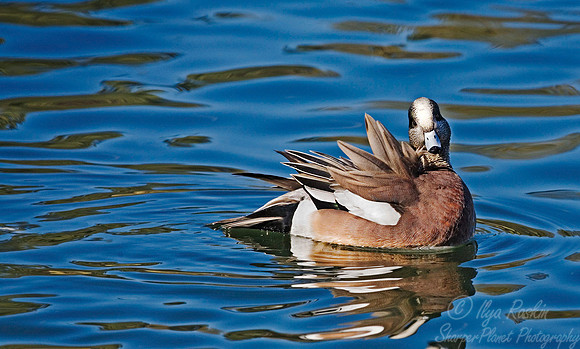 045 American Widgeon - NM