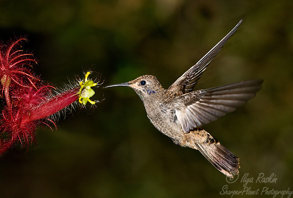 033 Brown Violetear - Ecuador