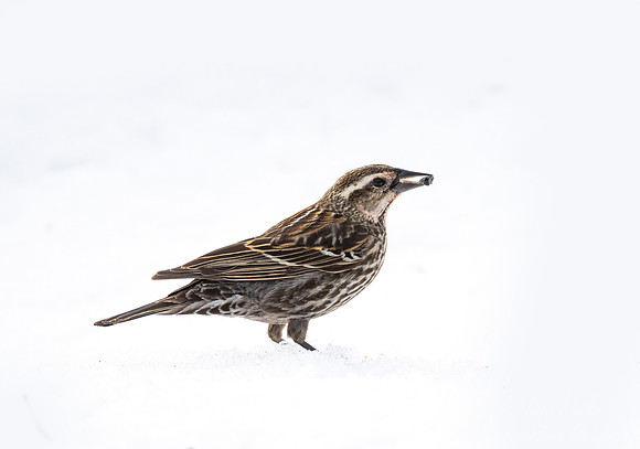 132 Red-winged blackbird female (Agelaius phoeniceus) - CO