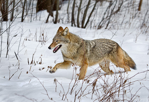 094 Coyote (Canis latrans - Maine