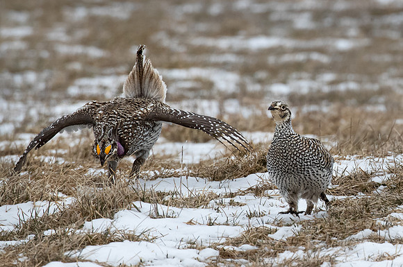 097 Sharp-tailed grouse (Tympanuchus phasianellus) - MN
