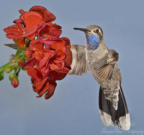 022 Bluethroat Hummingbird - AZ