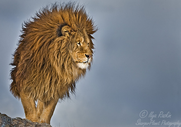 020_Lion