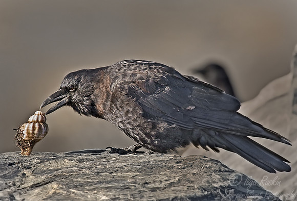 050 Northwestern Crow - AK